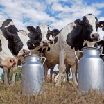 Novi udar na proizvođače mlijeka: smanjuje se otkupna cijena