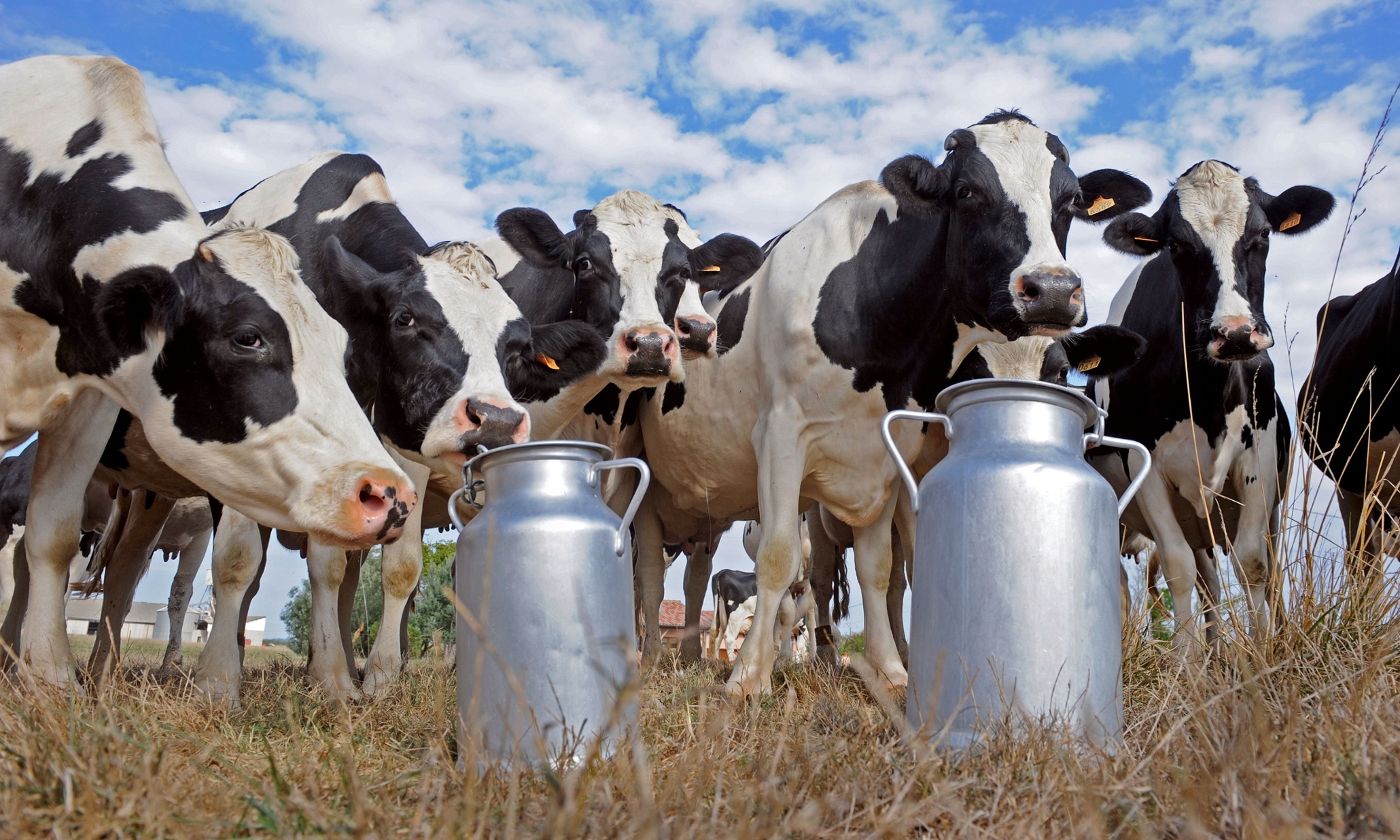 Novi udar na proizvođače mlijeka: smanjuje se otkupna cijena