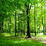 Ulaganja u šumsku infrastrukturu: Prijave na natječaj za 100% potpore