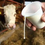 Ministri poljoprivrede EU o problemima mljekarstva i svinjogojstva