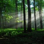 22. travnja  – Dan planeta Zemlje, posvećen zaštiti i obnovi šuma
