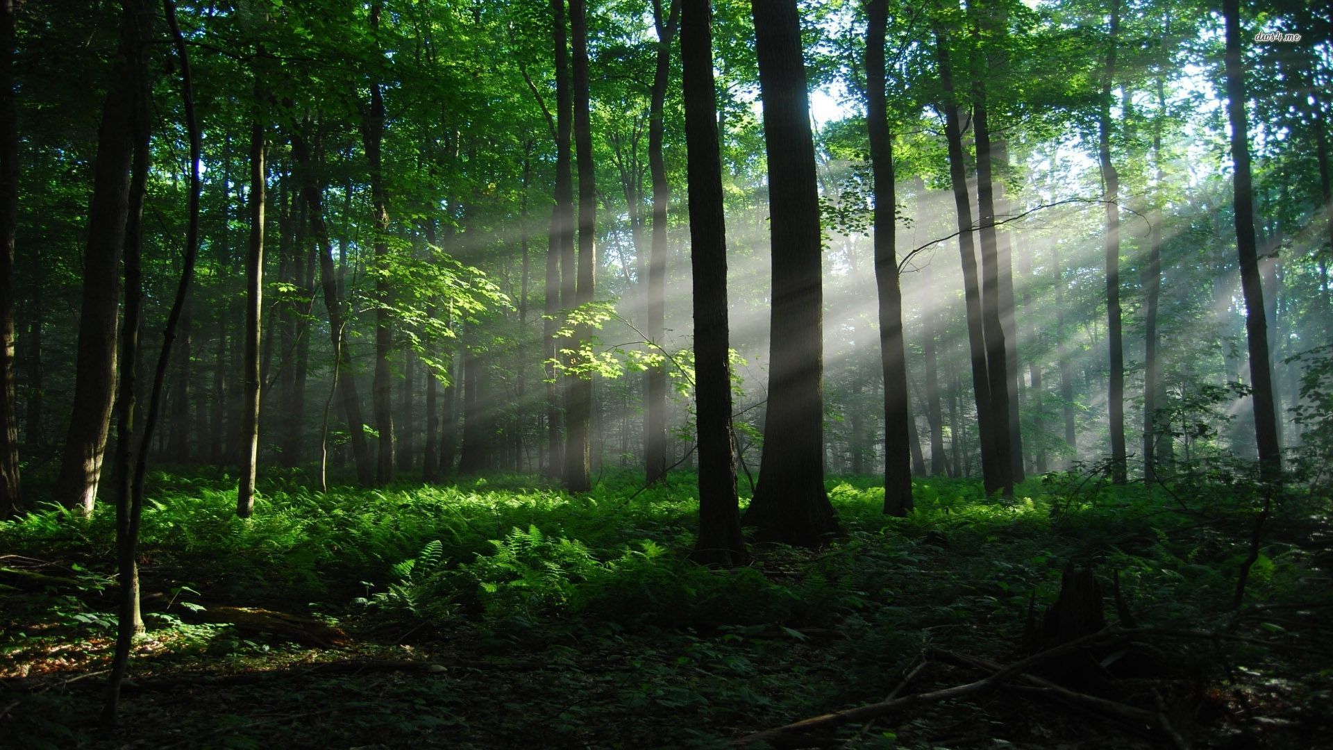 22. travnja  - Dan planeta Zemlje, posvećen zaštiti i obnovi šuma