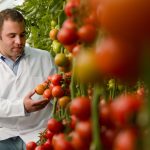 Ministarstvo poljoprivrede: u Hrvatskoj nema GMO hrane!