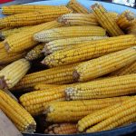 9. KUKURUZIJADA – Najukusniji  kuhani kukuruzi su u Gornjim Andrijevcima