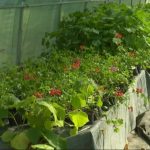 Suradnja inovatora i BioTech Centra: uz pomoć ozona do učinkovitije zaštite i kvalitetnije prihrane biljaka