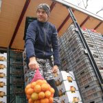 Petar Bjeliš, uzgajivač mandarina iz Opuzena: ovogodišnji  urod jako velik, mandarine  vrhunske kvalitete, ali nema dovoljno berača…