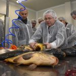 U Čačincima otvorena prva tvornica za preradu slatkovodne ribe u Hrvatskoj