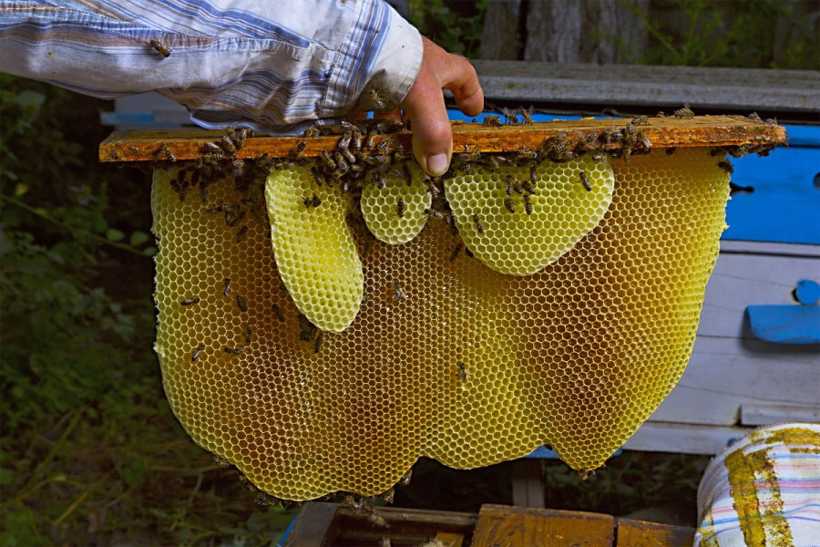 Javni natječaj za prikupljanje i odabir projekata primijenjenih istraživanja u pčelarstvu