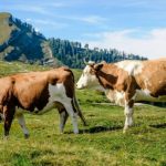 Nova potpora za povećanje proizvodnje mlijeka –  poljoprivrednicima 195 milijuna kuna za kupnju i uzgoj rasplodnih junica – objavljen javni poziv