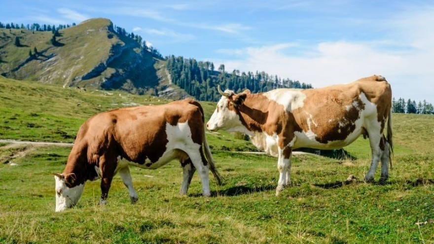 Nova potpora za povećanje proizvodnje mlijeka -  poljoprivrednicima 195 milijuna kuna za kupnju i uzgoj rasplodnih junica – objavljen javni poziv