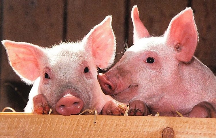 Afrička svinjska kuga potvrđena u Srbiji – u Hrvatskoj na snazi preventivne mjere