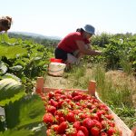 Koliko Hrvatskoj treba sezonskih radnika u poljoprivredi i gdje ih pronaći
