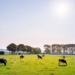 eSavjetnik – nova aplikacija sa svim informacijama važnima za hrvatske poljoprivrednike
