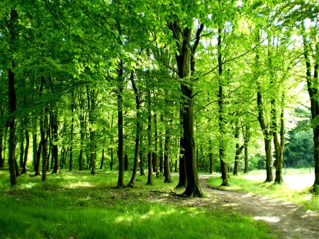 Ulaganja u šumsku infrastrukturu: Prijave na natječaj za 100% potpore