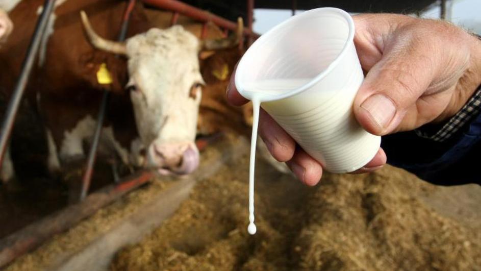 Ministri poljoprivrede EU o problemima mljekarstva i svinjogojstva