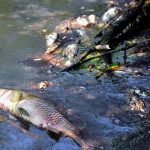 Pomor ribe u Bosutu,  proglašen 1. stupanj zaštite voda