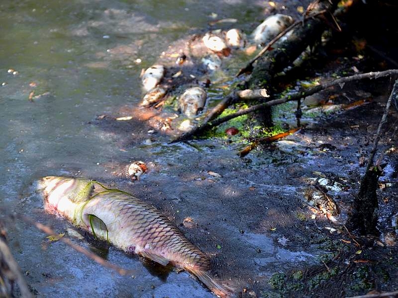 Pomor ribe u Bosutu,  proglašen 1. stupanj zaštite voda