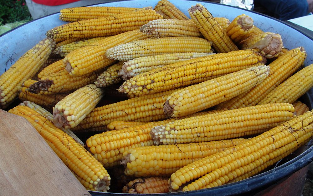 9. KUKURUZIJADA - Najukusniji  kuhani kukuruzi su u Gornjim Andrijevcima