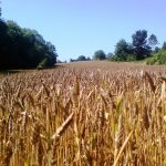 Objavljen Pravilnik o parametrima kvalitete i kvalitativnim klasama pšenice u otkupu pšenice roda 2017. godine
