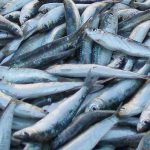 Zabrana ribolova srdelarom od 16. prosinca do 14. veljače  – jadranska srdela ipak u ponudi za blagdane