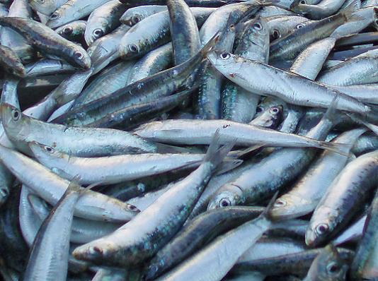Zabrana ribolova srdelarom od 16. prosinca do 14. veljače  - jadranska srdela ipak u ponudi za blagdane