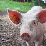 Afrička svinjska kuga- nove mjere prevencije