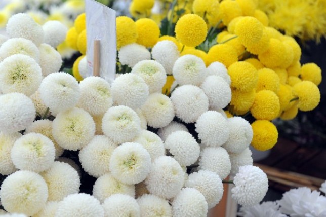 I dalje trend rasta uvoza cvijeća u Hrvatsku