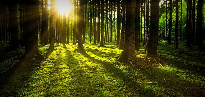 Dugogodišnji zakup državnog šumskog zemljišta – objavljen javni poziv